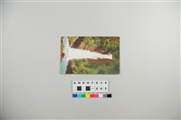 藏品(日治明信片：霧社埔里風光彩色明信片－埔里霧社道路（眉溪道路）沿線的觀音瀑布)的圖片